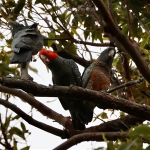 Callocephalon fimbriatum (Gang-gang Cockatoo) at Moruya, NSW by LisaH