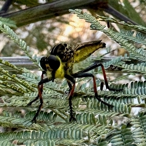 Zosteria rosevillensis (A robber fly) at Aranda, ACT by KMcCue