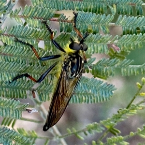 Zosteria rosevillensis at Aranda, ACT - 10 Dec 2024 03:45 PM