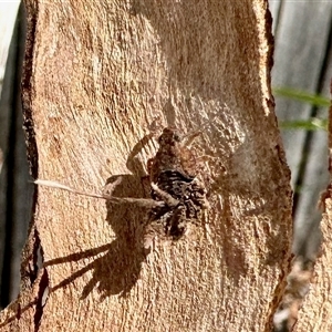 Platybrachys sp. (genus) at Aranda, ACT by KMcCue