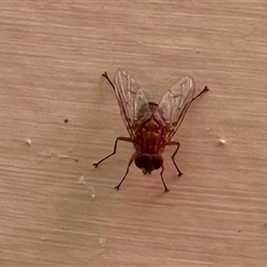 Unverified True fly (Diptera) at Aranda, ACT - 10 Dec 2024 by KMcCue