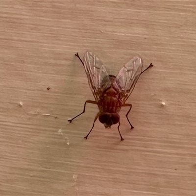 Unverified True fly (Diptera) at Aranda, ACT - 10 Dec 2024 by KMcCue