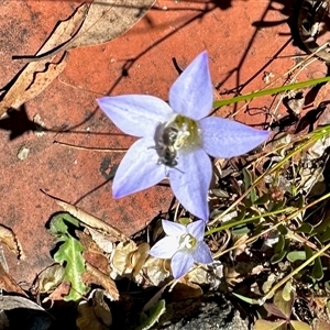 Lasioglossum (Chilalictus) sp. (genus & subgenus) at Aranda, ACT - 10 Dec 2024 03:26 PM