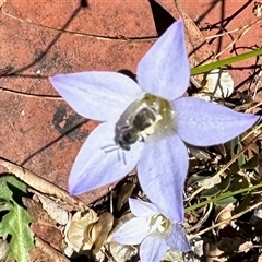 Lasioglossum (Chilalictus) sp. (genus & subgenus) at Aranda, ACT - 10 Dec 2024