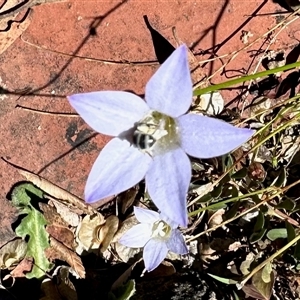 Lasioglossum (Chilalictus) sp. (genus & subgenus) at Aranda, ACT - 10 Dec 2024