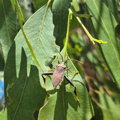 Amorbus sp. (genus) (Eucalyptus Tip bug) at Bungendore, NSW - 10 Dec 2024 by clarehoneydove