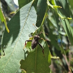 Amorbus (genus) at Bungendore, NSW - suppressed