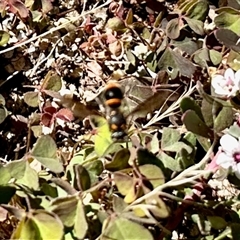 Eumeninae (subfamily) (Unidentified Potter wasp) at Aranda, ACT - 10 Dec 2024 by KMcCue