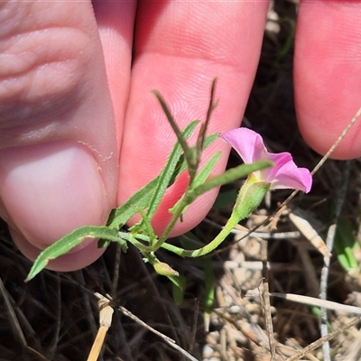 Convolvulus angustissimus subsp. angustissimus (Australian Bindweed) at Gurrundah, NSW - 10 Dec 2024 by clarehoneydove