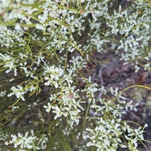 Paropsisterna decolorata at Bungendore, NSW - 9 Dec 2024