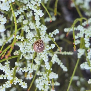 Paropsisterna decolorata at Bungendore, NSW - suppressed