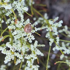 Paropsisterna decolorata at Bungendore, NSW - suppressed