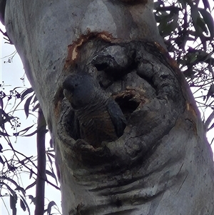 Callocephalon fimbriatum at Bungendore, NSW - suppressed