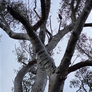 Callocephalon fimbriatum at Bungendore, NSW - suppressed