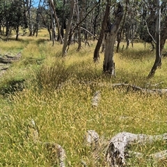 Anthoxanthum odoratum (Sweet Vernal Grass) at Grabben Gullen, NSW - 10 Dec 2024 by clarehoneydove