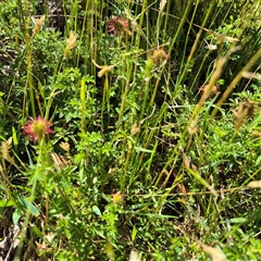 Acaena novae-zelandiae at Grabben Gullen, NSW - 10 Dec 2024 03:37 PM