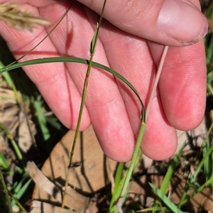 Themeda triandra (Kangaroo Grass) at Grabben Gullen, NSW by clarehoneydove