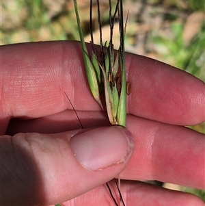 Themeda triandra at Grabben Gullen, NSW - 10 Dec 2024