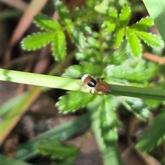 Maratus pavonis at Grabben Gullen, NSW - suppressed