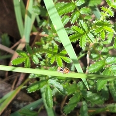 Maratus pavonis at Grabben Gullen, NSW - suppressed