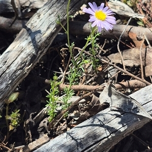 Brachyscome rigidula (Hairy Cut-leaf Daisy) at Carwoola, NSW by clarehoneydove