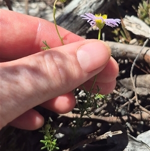 Brachyscome rigidula at Carwoola, NSW - 8 Dec 2024