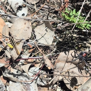 Latrodectus hasselti (Redback Spider) at Carwoola, NSW by clarehoneydove