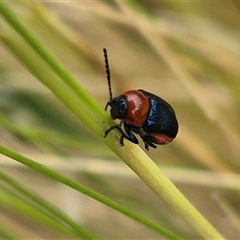 Aporocera (Aporocera) viridipennis (A leaf beetle) at Bungendore, NSW - 6 Dec 2024 by clarehoneydove