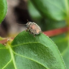 Edusella sp. (genus) (A leaf beetle) at Bungendore, NSW - 6 Dec 2024 by clarehoneydove