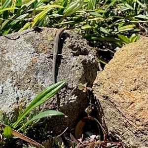 Lampropholis guichenoti (Common Garden Skink) at Aranda, ACT by KMcCue