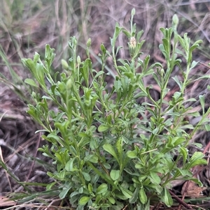 Vittadinia cuneata var. cuneata at Higgins, ACT - 10 Dec 2024