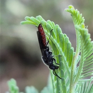 Thynninae (subfamily) at Bungendore, NSW - suppressed