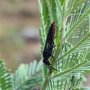 Thynninae (subfamily) at Bungendore, NSW - suppressed