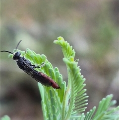 Thynninae (subfamily) at Bungendore, NSW - suppressed