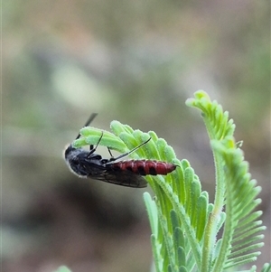 Thynninae (subfamily) at Bungendore, NSW - suppressed