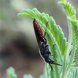 Thynninae (subfamily) at Bungendore, NSW - suppressed