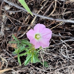 Convolvulus angustissimus subsp. angustissimus (Australian Bindweed) at Bungendore, NSW - 6 Dec 2024 by clarehoneydove