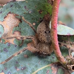 Neosparassus sp. (genus) (Unidentified Badge huntsman) at Bungendore, NSW - 6 Dec 2024 by clarehoneydove