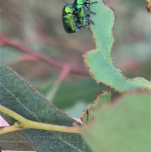 Aporocera (Aporocera) jacksoni at Bungendore, NSW by clarehoneydove