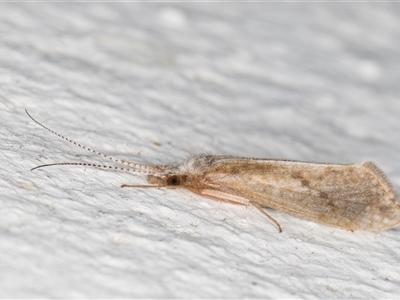 Asmicridea edwardsii (Shannon Moth) at Melba, ACT - 8 Dec 2024 by kasiaaus