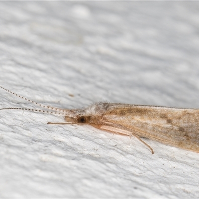 Asmicridea edwardsii (Shannon Moth) at Melba, ACT - 8 Dec 2024 by kasiaaus