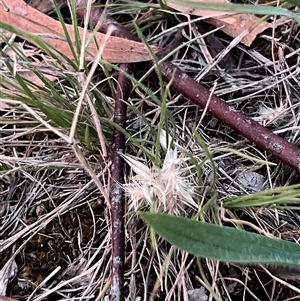 Rytidosperma sp. (Wallaby Grass) at Higgins, ACT by Untidy