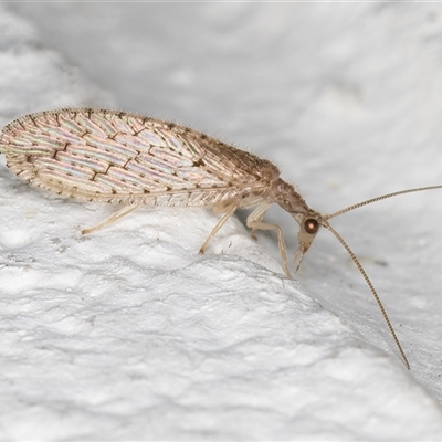 Micromus tasmaniae (Tasmanian Brown Lacewing) at Melba, ACT - 8 Dec 2024 by kasiaaus