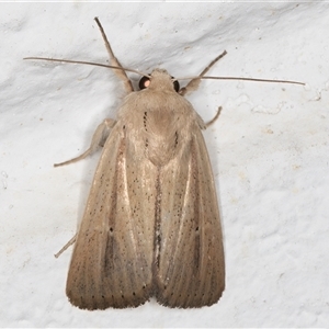 Leucania diatrecta (A Noctuid moth) at Melba, ACT by kasiaaus