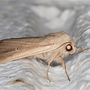 Leucania diatrecta at Melba, ACT - 8 Dec 2024 08:44 PM