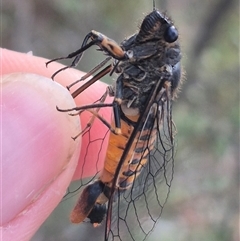 Yoyetta robertsonae (Clicking Ambertail) at Bungendore, NSW - 9 Dec 2024 by clarehoneydove