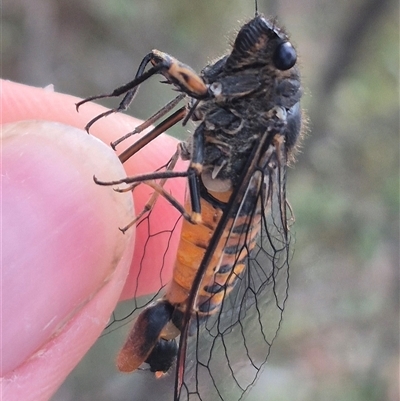 Yoyetta robertsonae (Clicking Ambertail) at Bungendore, NSW - 9 Dec 2024 by clarehoneydove