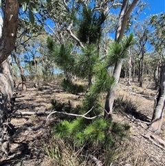 Pinus radiata (Monterey or Radiata Pine) at Carwoola, NSW - 8 Dec 2024 by clarehoneydove