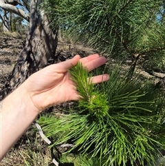 Pinus radiata at Carwoola, NSW - 8 Dec 2024 02:35 PM