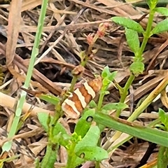 Subfurcatana subfurcatana (A Tortricid moth) at Tarago, NSW - 3 Dec 2024 by clarehoneydove